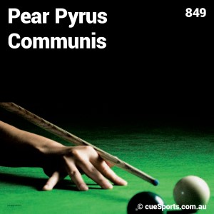 Pear Pyrus Communis